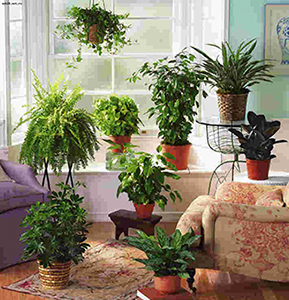 комнатные растения фото