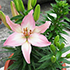 Лилия - комнатное растение фото