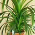 Панданус комнатное растение фото